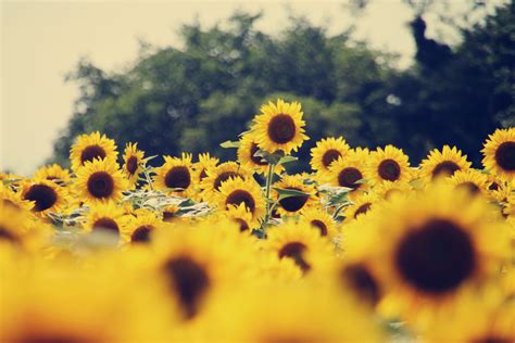 Fondo De Pantalla Girasol Pc Tumblr Sunflower Sunset By Andreas Jones