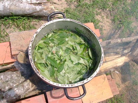 Cooking Ayahuasca | Ayahuasca tea preparation: Banisteriopsi… | Flickr