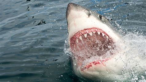 The real reasons why sharks attack humans - BBC Future