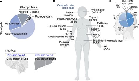 Frontiers | Gangliosides in the Brain: Physiology, Pathophysiology and ...