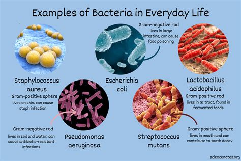 Examples of Bacteria in Everyday Life