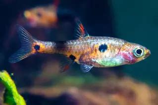 Strawberry Rasbora - Boraras naevus Fish Profile & Care Guide