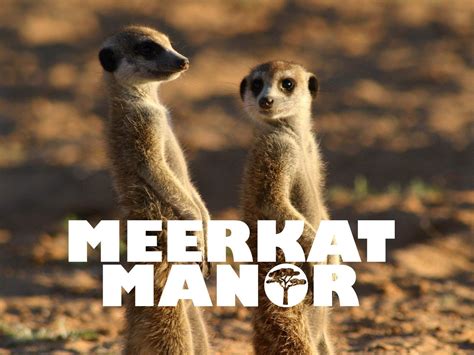 Meerkat Manor. : r/nostalgia