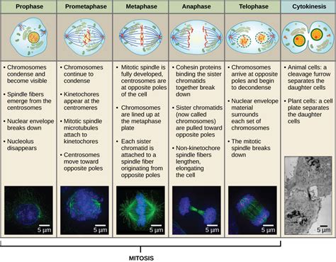 Reading: The Complete Cycle | Biology (Early Release)