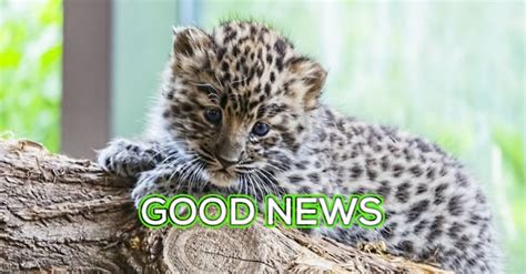 Sh!tty day? How about some good news PLUS cute animals?