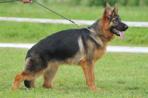 Top 5 Best Guard Dogs to Protect Your Home and Family – The German ...