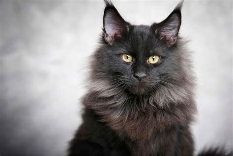 Black Maine Coon Cats: Personality, Features, and Cost! (2022)