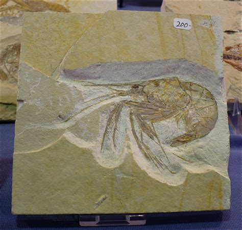 Fossilized Crustacean by Undistilled on DeviantArt