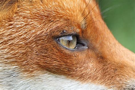 Red Fox Senses | Wildlife Online