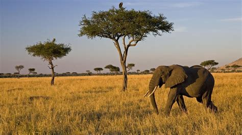 Savanna biome, Elephant, Savannah chat