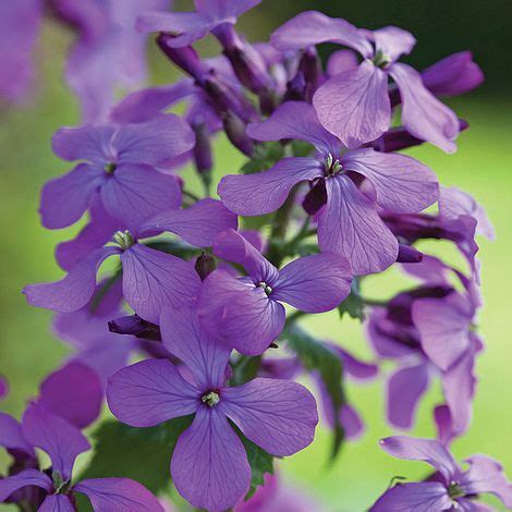 Lunaria annua seeds | Thompson & Morgan