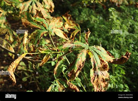 Horse chestnut tree leaves affected by Horse-chestnut Leaf Blight, aka ...