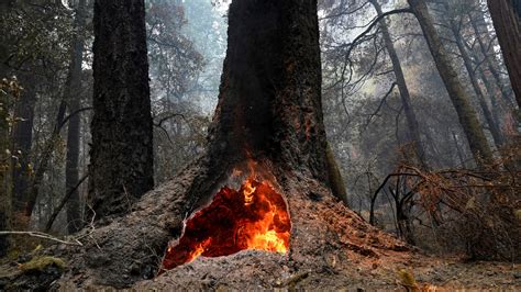 Big Basin Redwoods State Park survives CZU Lightning Complex Fire ...