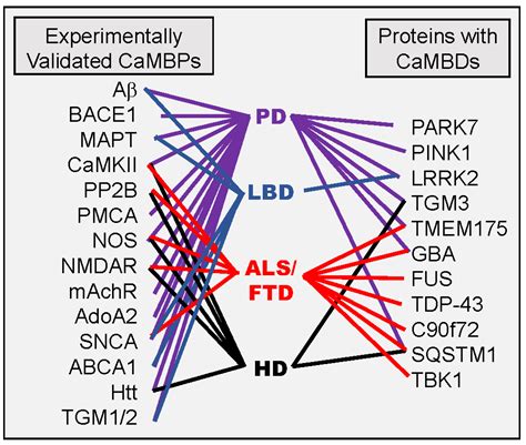 CIMB | Free Full-Text | Calmodulin Binding Domains in Critical Risk ...