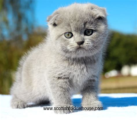 Teacup Scottish Fold Kittens For Sale | fluffymainecoonny