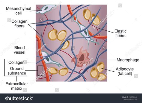 149 imagens de Extracellular matrix Imagens, fotos stock e vetores ...