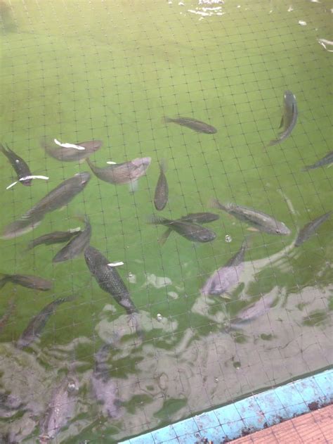 Blue (Oreochromis aureus) Tilapia about 4" acting ready to breed 10/17 ...