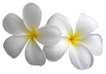 Plumeria Transparent Flowers Png