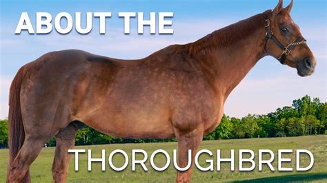 About the Thoroughbred | Horse Breeds - YouTube