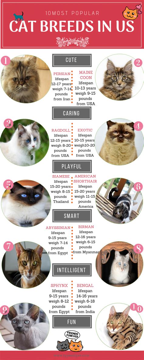 Top 10 Most Popular Cat Breeds