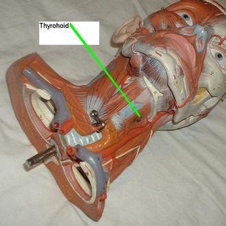 Thyrohyoid - Origin, Insertion, Function and Pictures - Bodterms