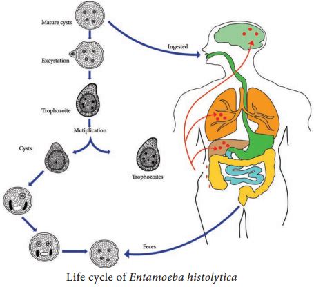 Entamoeba Histolytica Life Cycle