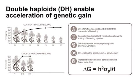 Canola Breeding Process