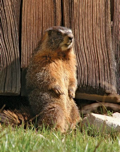 Marmot | Rodent Adaptations & Behavior | Britannica