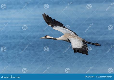 Common Crane Flying Above a Lake Stock Image - Image of outdoors ...