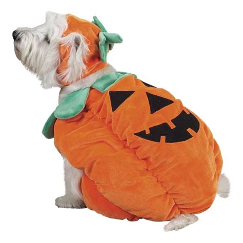 Zack & Zoey Pumpkin Pooch Dog Costume | BaxterBoo