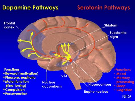 Cal Poly BIO 502: Nature vs. Nurture as the Cause of Mental Illness