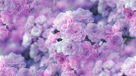 Pastel Flower Wallpapers - Top Free Pastel Flower Backgrounds ...