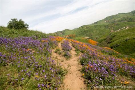 Where to See Wildflowers in Chino Hills State Park - California Through ...