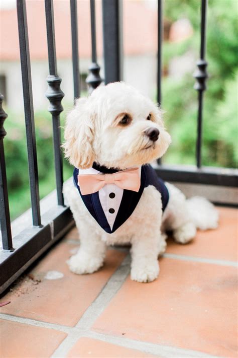 Blue Formal Dog Tuxedo ,wedding Tuxedo for Dogs ,custom Made Suit ,pet ...