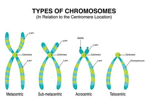 Types of Chromosomes in relation to the centromere location 7508620 ...