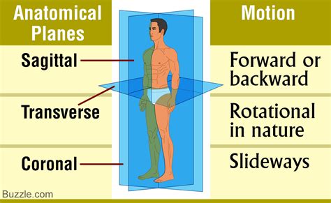 Difference Between Sagittal And Midsagittal Sagittal Vs