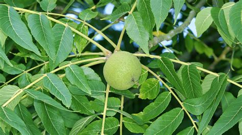 Common Walnut Trees (Juglans Regia) | ubicaciondepersonas.cdmx.gob.mx