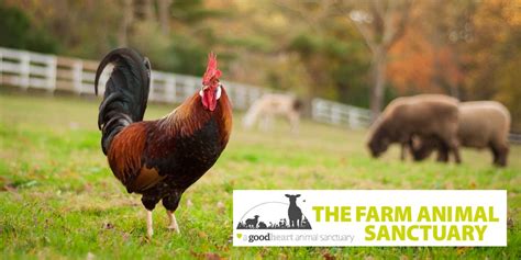 The Farm Animal Sanctuary - Give as you Live Blog