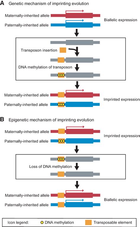 Genomic Imprinting Mechanism