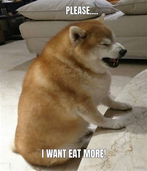 10+ Funny fat dog memes - PetPress