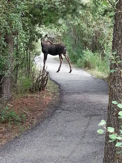 Pinedale, Wyoming/ Moose | Wyoming, Wildlife, Pinedale