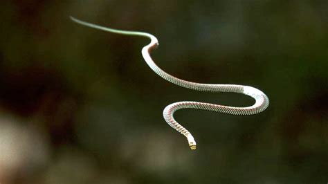 Gliding Snake Distribution at Sima Sherman blog