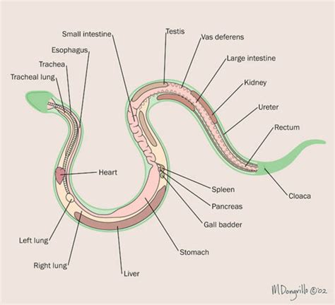 Snake Anatomy Diagrams With Function Snake System Respirator