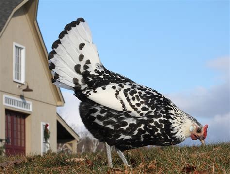 Silver Spangled Hamburg Hen | Raising backyard chickens, Chicken breeds ...