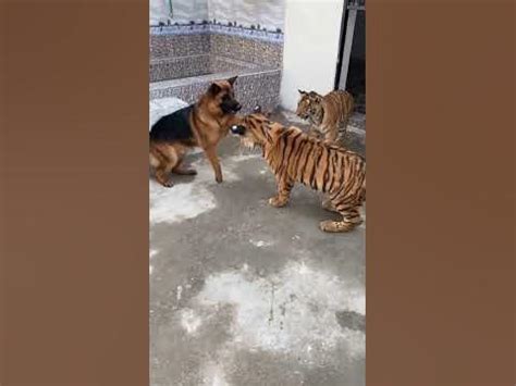 Tigers Vs dog fight tiger is angry👑😱 - YouTube