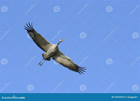 Common crane in flight stock image. Image of large, bird - 37043419