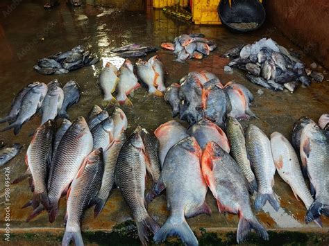 Different types of fish arranged in line in Indian fish market for sale ...