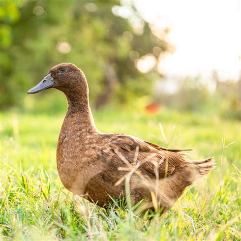 Ducklings: Khaki Campbell - My Pet Chicken