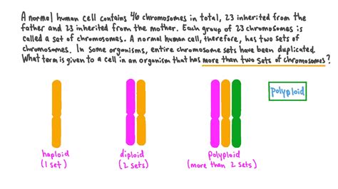 Question Video: Describing Cells with Three or More Chromosome Copies ...