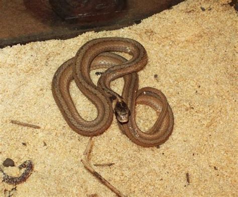 Identify this brown baby Snake?